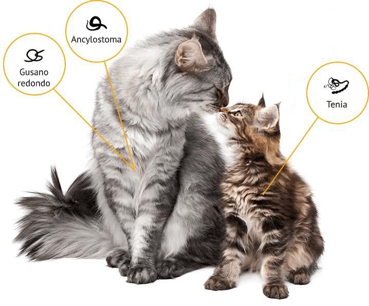 gatos adultos y gatitos protegidos contra las lombrices intestinales con Profender 