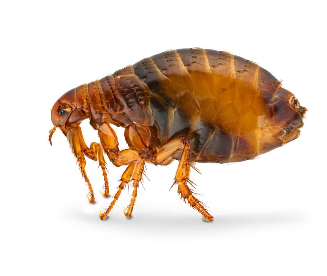Close-up view of an adult flea