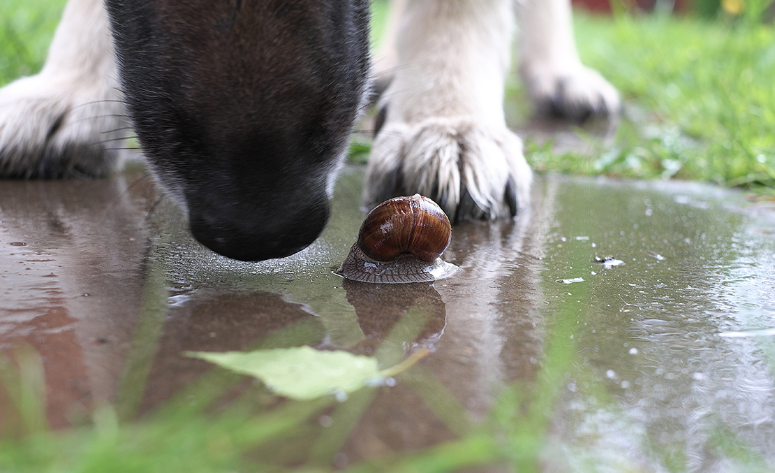 hund snuser til snegl som potentielt har ormeparasit
