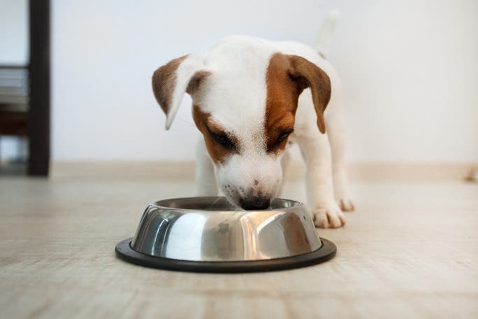 Puppy eating from bowl