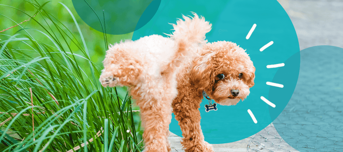  A mini goldendoodle with a UTI peeing on sidewalk