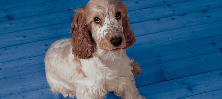 Alla scoperta delle razze canine- il Cocker Spaniel