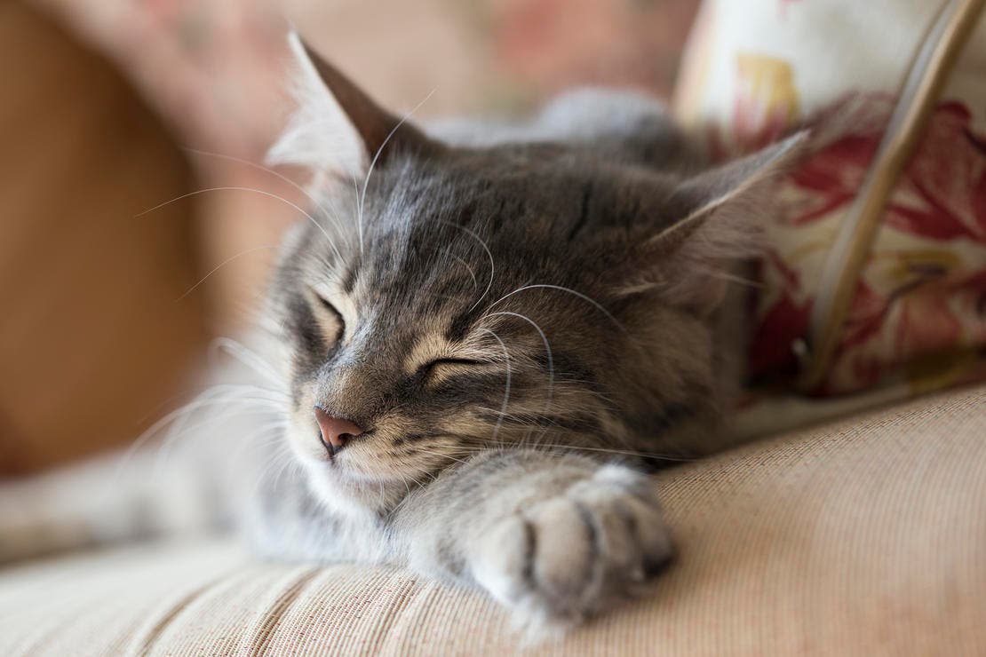 grey cat sleeping