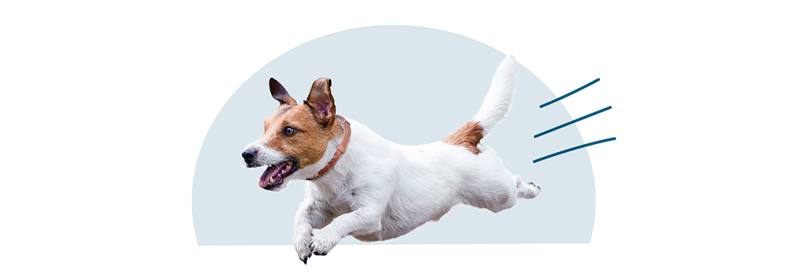 A Parson Russell terrier running.