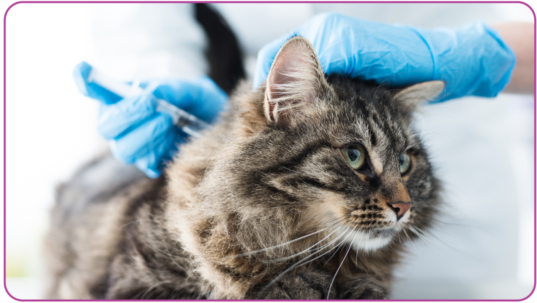 Gato adulto de pelo longo, marrom tigrado, sendo segurado por um médico-veterinário usando luvas azuis enquanto recebe uma injeção nas costas, em ambiente clínico.