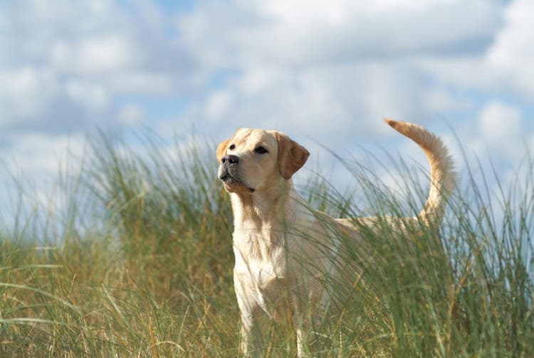 Yellow Labrador standing in tall grass field