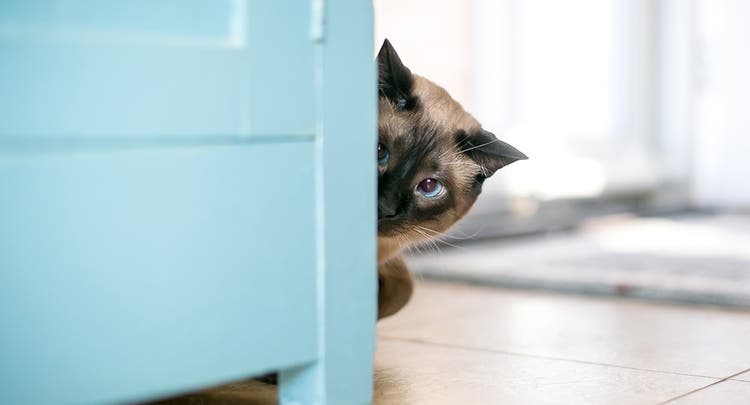 A guilty-looking Siamese cat hiding behind a blue cabinet.