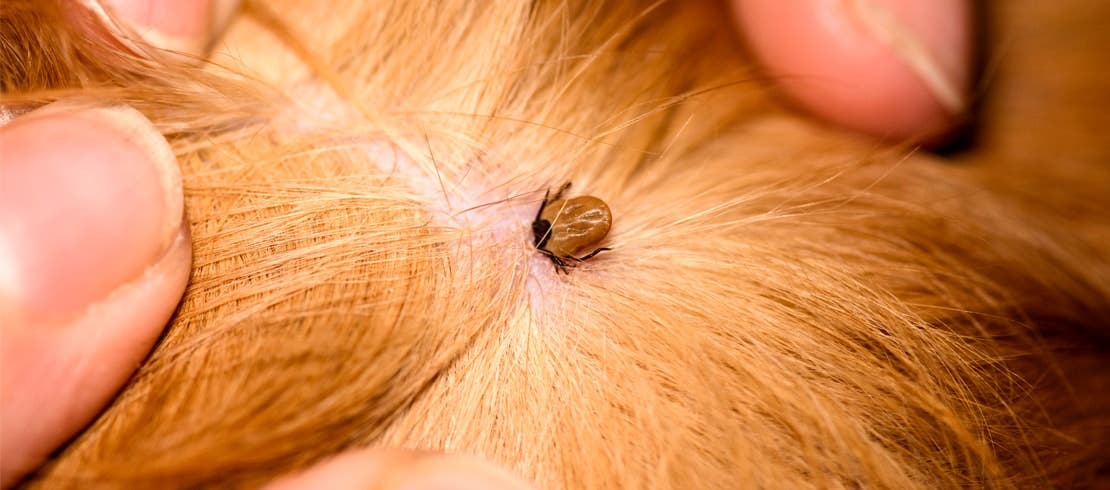 A tick attaching itself to a dog’s skin.