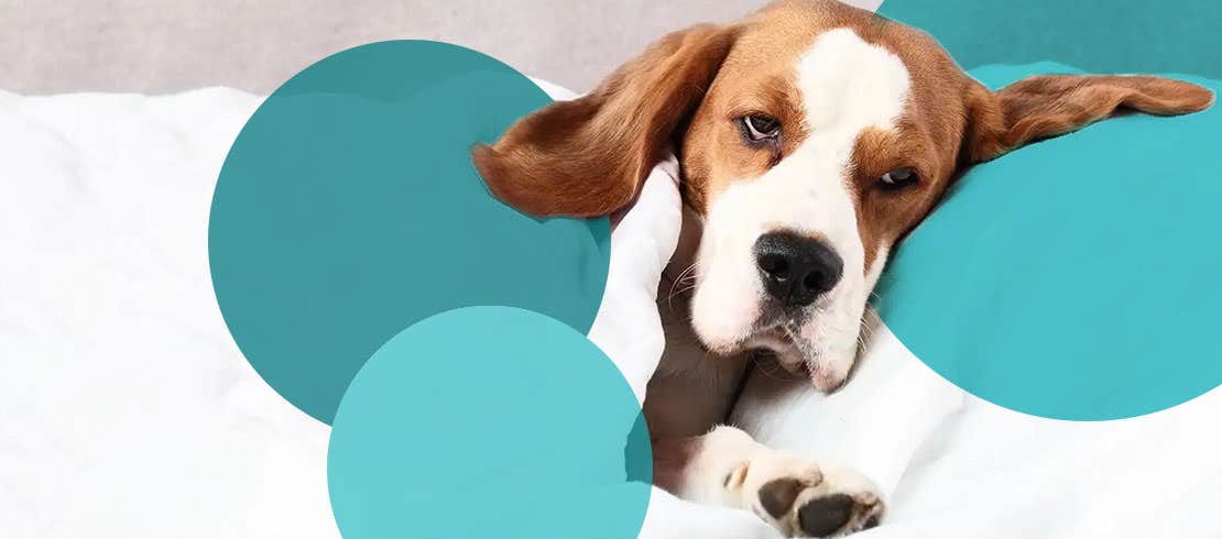 Hurting dog sleeping with sad face