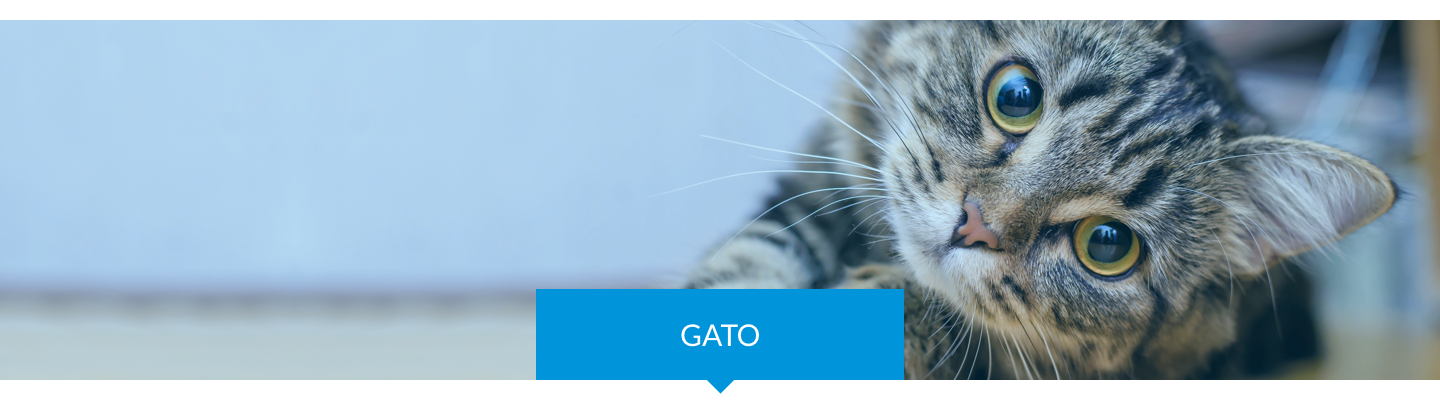 Gato