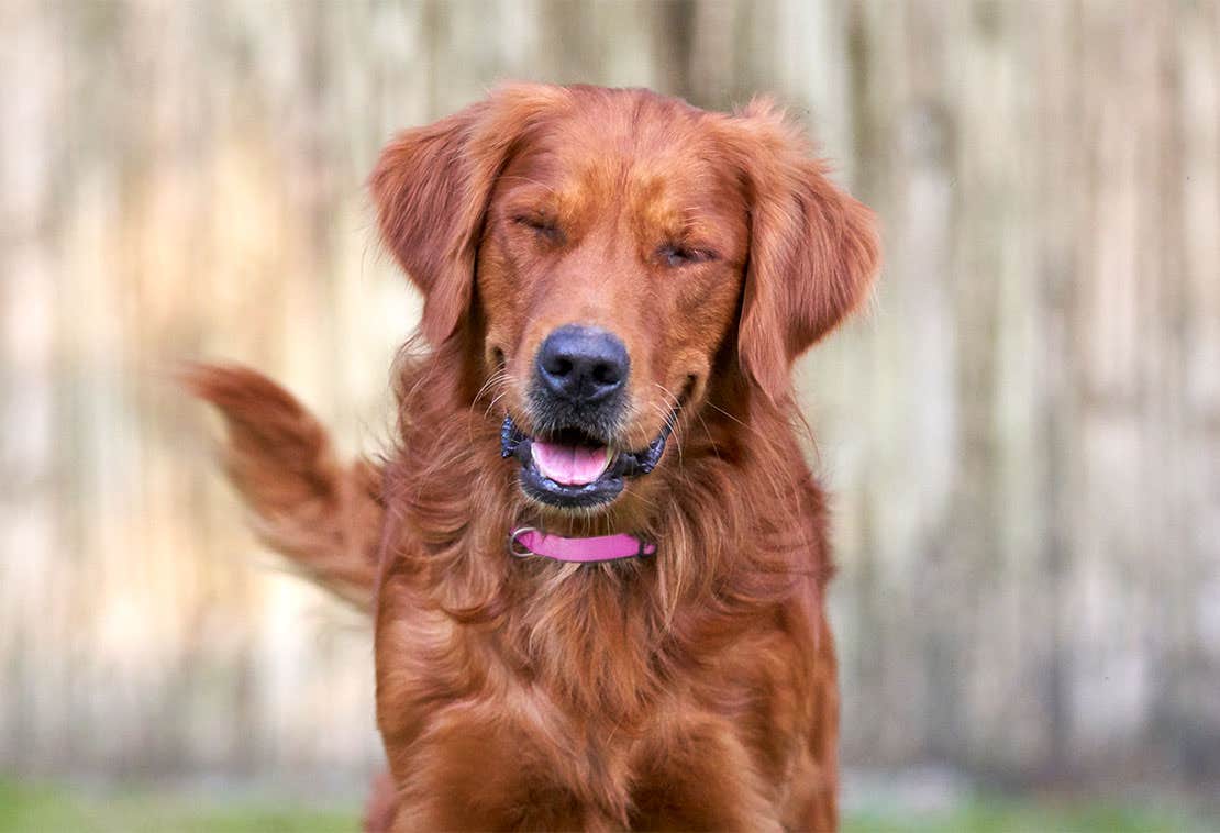 A smiling red golden retriever. 