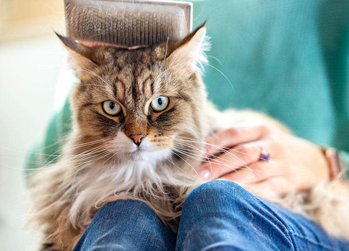 Gato siberiano está cepillado de su propietario