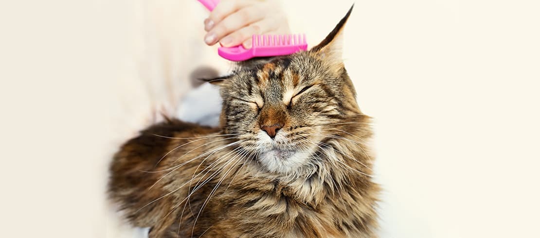 A Maine Coon cat enjoying being brushed