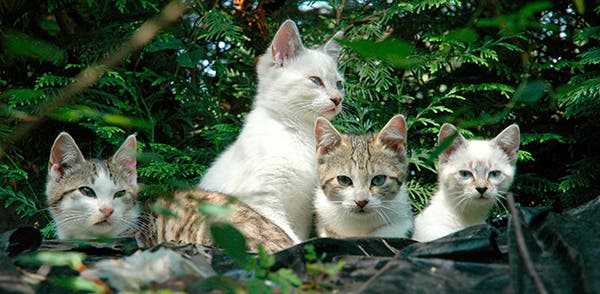 Fire lyse kattekillinger med blå øjne sidder samlet ved et træ udenfor