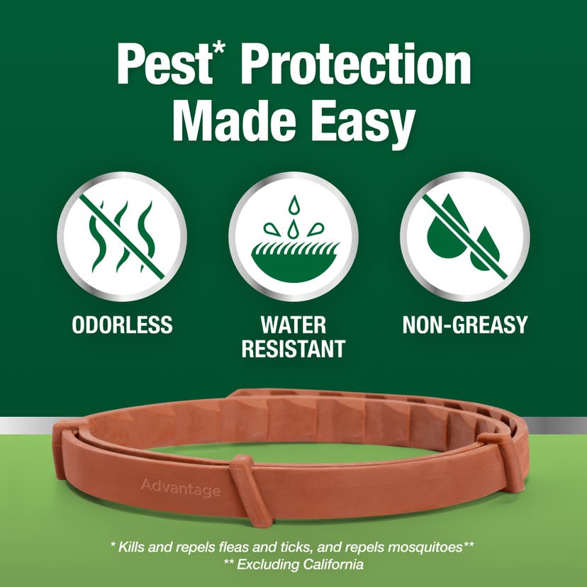 Pest protection made easy with an odorless, water-resistant, non-greasy collar for dogs.