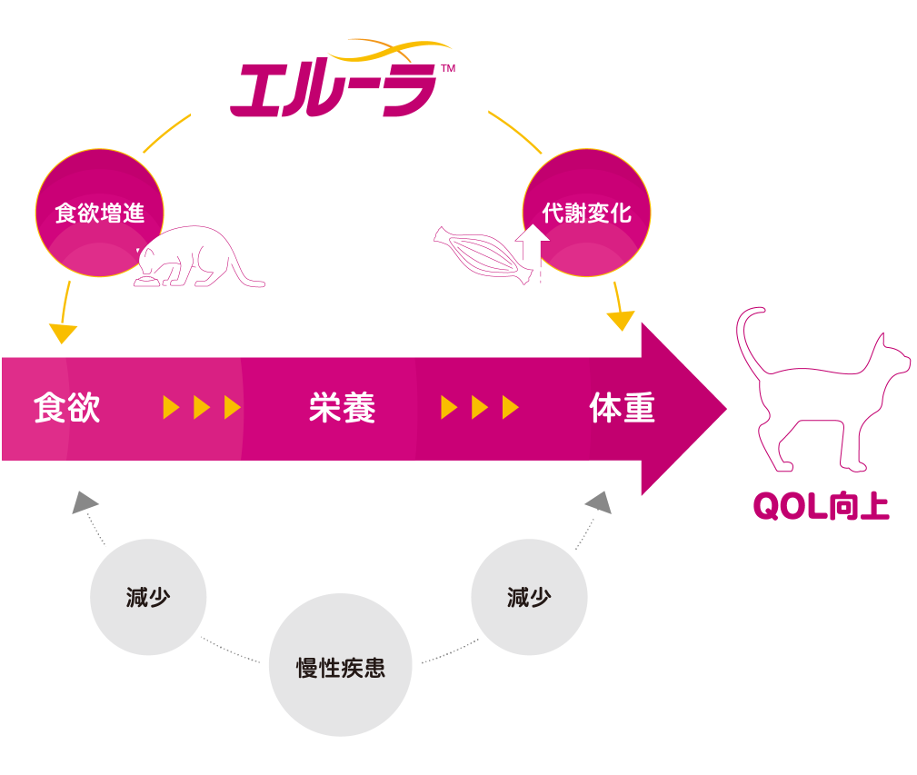 エルーラ 特長