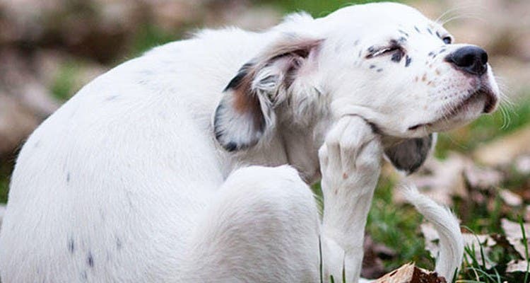 White dog scratching fleas