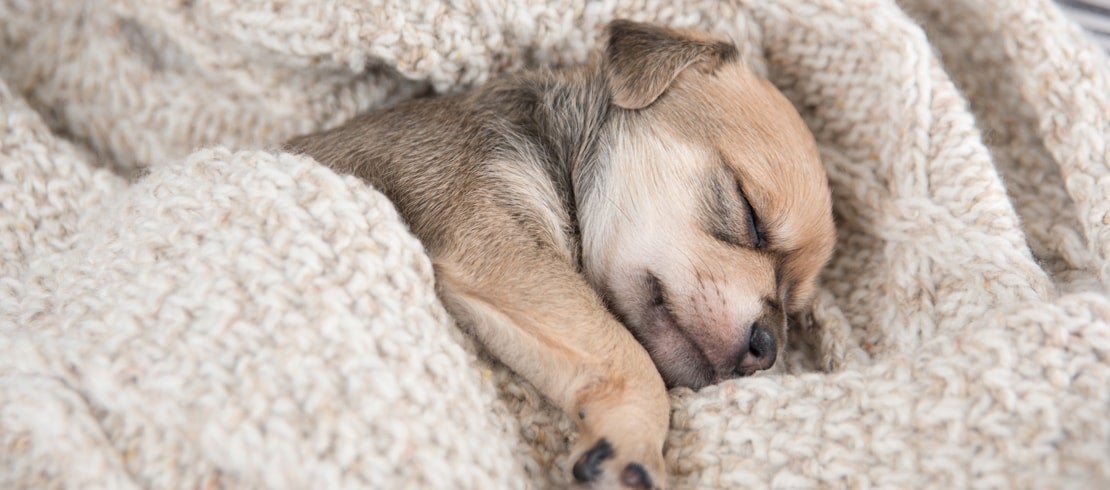 A young puppy wrapped in a blanket in a deep sleep.