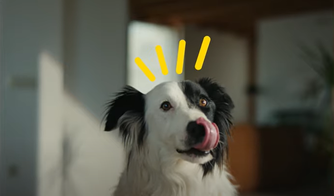 Hund beskyttet med flåtbehandling hund