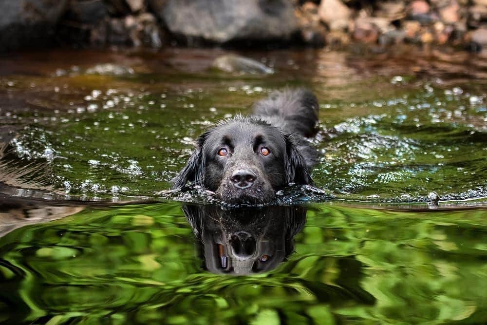 Investissez dans un gilet de sauvetage pour chien.