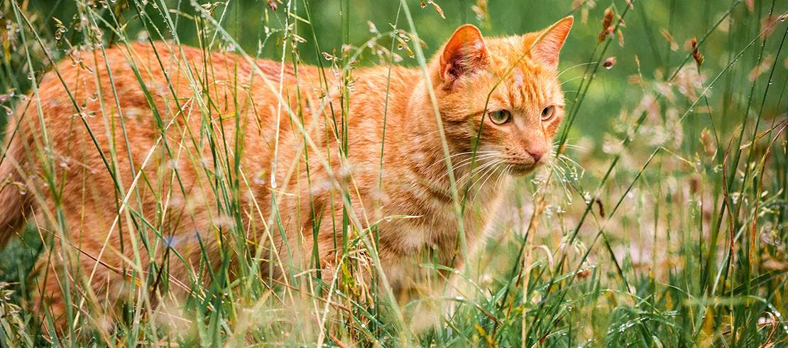 Cat exploring the outdoors in tall grass where ticks could be waiting to bite