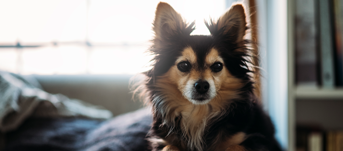 Kleiner Hund, der Flöhe in die Wohnung seiner Besitzer trägt
