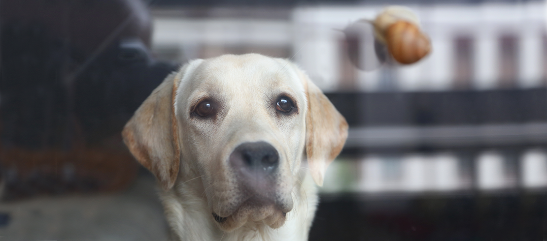 En hund tittar på en snigel – hundar kan äta sniglar när de leker utomhus