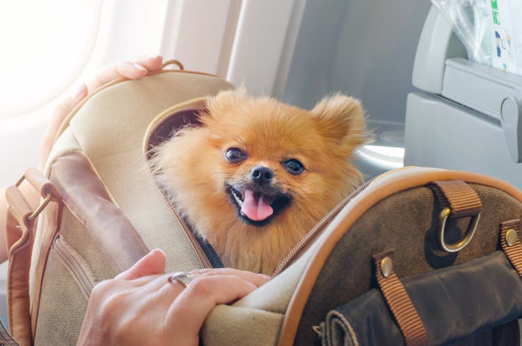 dog in carrier on plane
