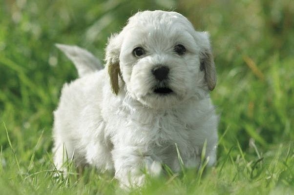 White puppy outside