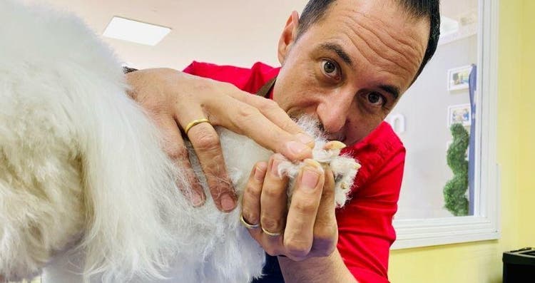 El corte de uñas en perros