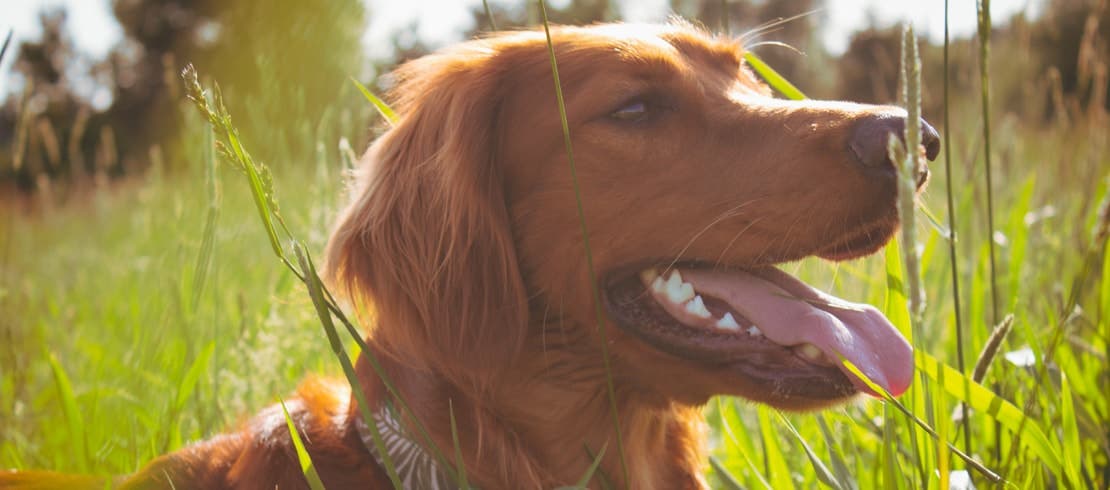 Happy red golden retriever laying in grass soaking up the sun.
