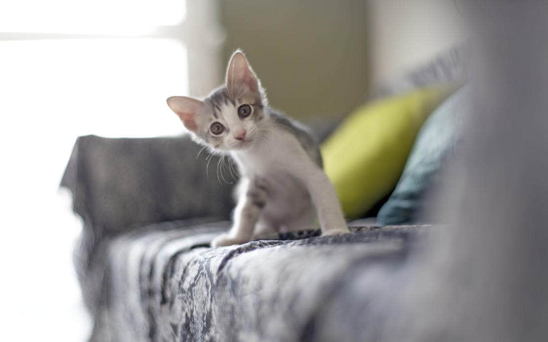 Kitten looking at the camera
