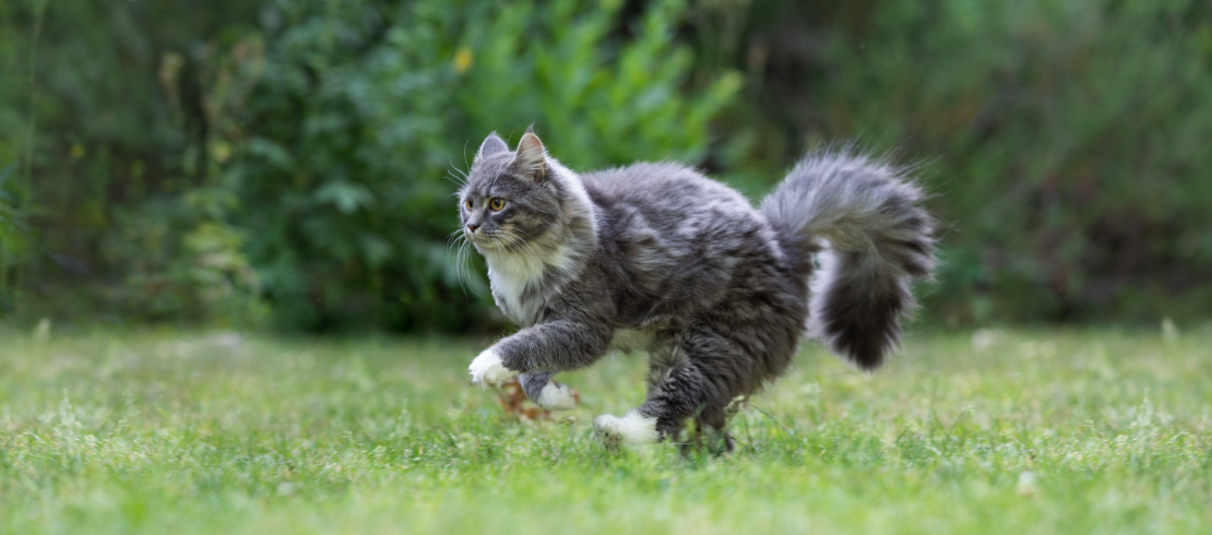 Cat with mouse in its mouth 