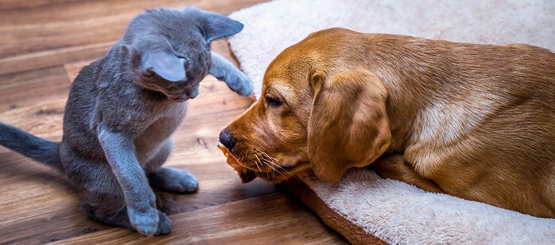 gray kitten playing with sleepy red Labrador retriever