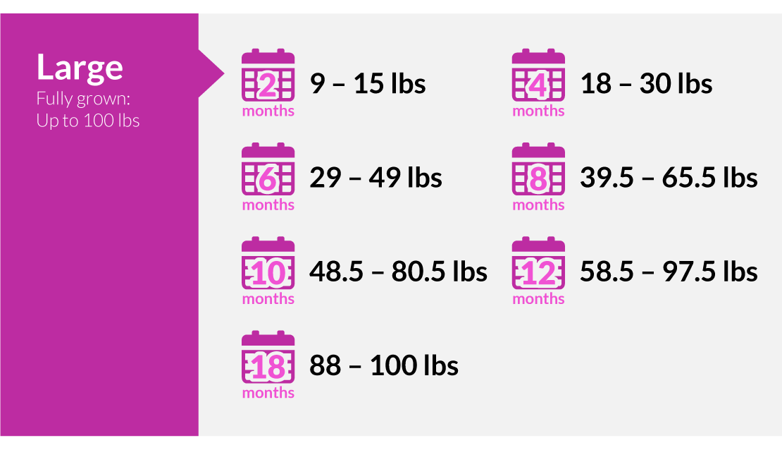 Large puppy weighs 9-15lbs first 2 months, 18-30lbs (4 months), 26-49lbs (6 months), 50-80lbs (10 months), 88-100lbs (18 months)