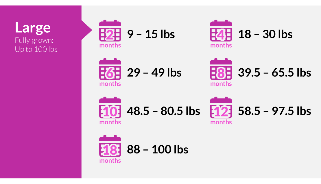 Large puppy weighs 9-15lbs first 2 months, 18-30lbs (4 months), 26-49lbs (6 months), 50-80lbs (10 months), 88-100lbs (18 months) 