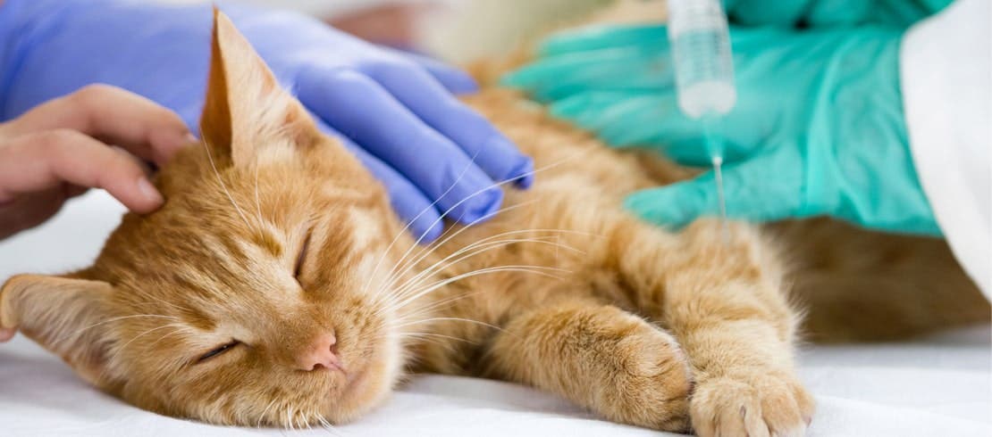 Vet and vet technician holding down and giving an orange tabby cat a shot.