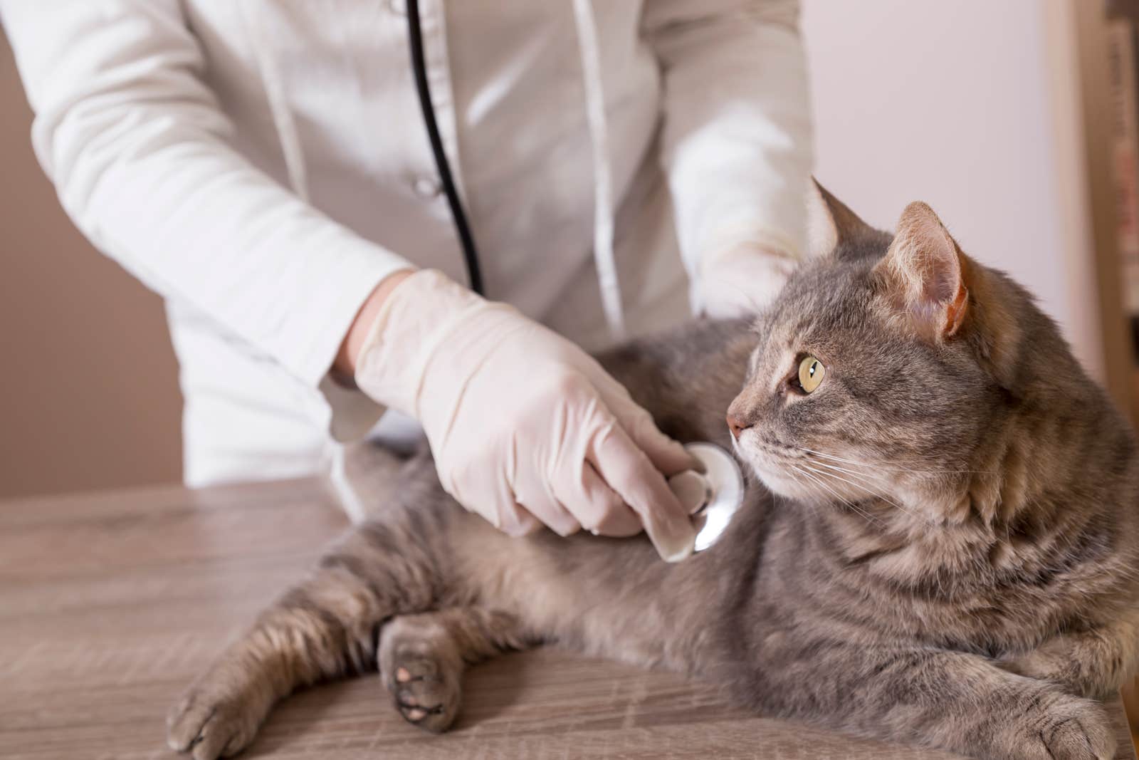 Vet listening to a cat's body with stethoscope