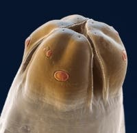 Roundworm close up