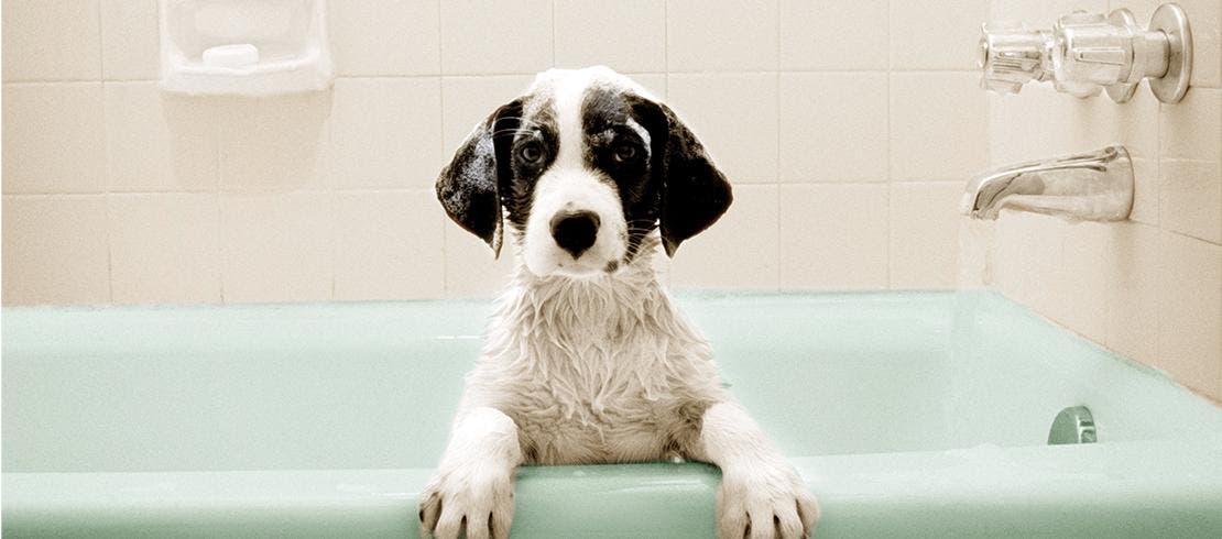 dog in bath being cleaned