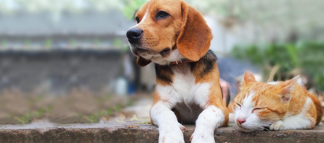 Cachorro beagle e um gato sentando lado a ado em um jardim.