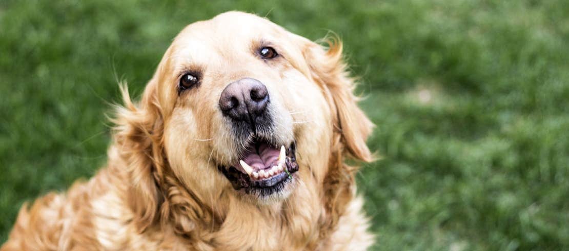 A close up of a happy senior golden retriever.