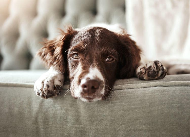 Træt hund ligger og hviler på sofa