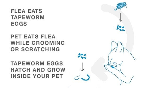 An infographic showing how flea eggs ingested by cats can give a cat tapeworms. 