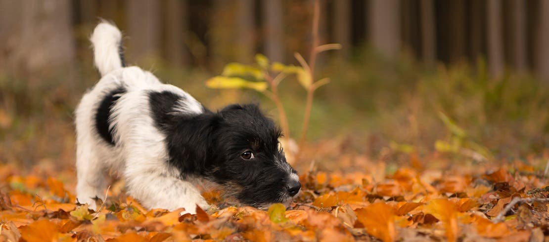 Younger dog being playful outdoors in the autumn leaves