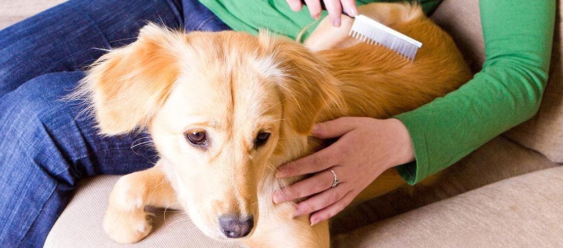 Owner brushing puppy with a flea comb