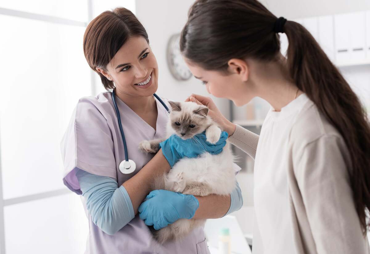 Smiling veterinarian holding a beautiful cat after examination, cuddling cat