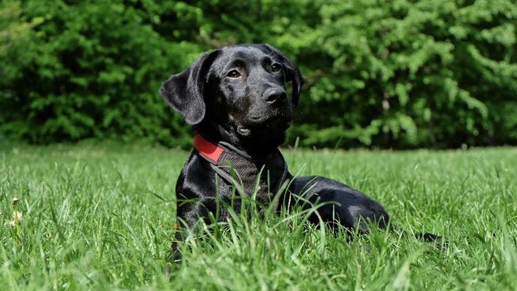 cane in giardino