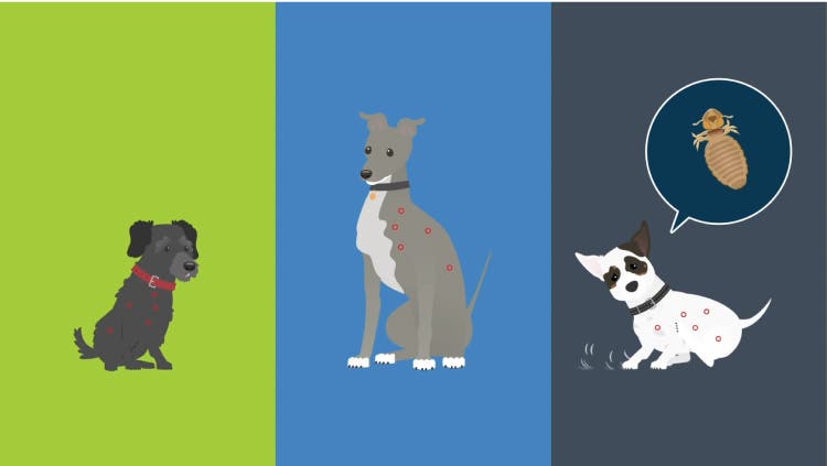 Drawings of three dogs having red bite marks, and a bug in a thought bubble
