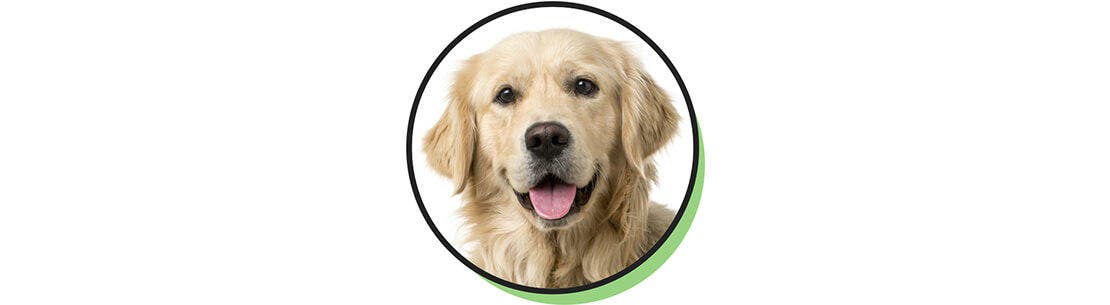 Portrait d'un golden retriever